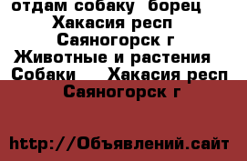 отдам собаку( борец ) - Хакасия респ., Саяногорск г. Животные и растения » Собаки   . Хакасия респ.,Саяногорск г.